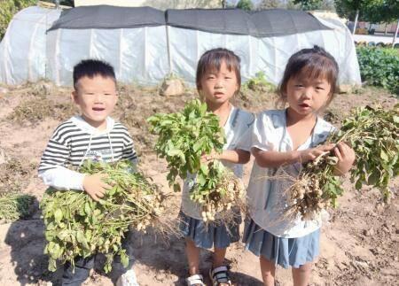 智能花生自动收获神器，助力丰收喜悦满满