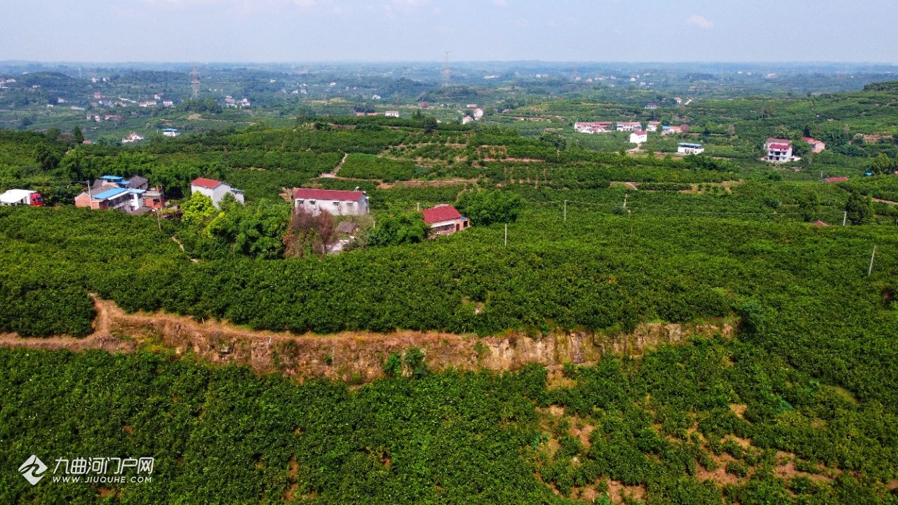 资阳佛山橘海焕新篇章，美好前景尽收眼底