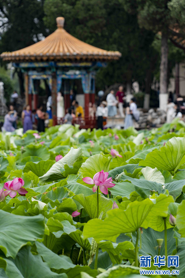 昆明翠湖荷花绽放盛景